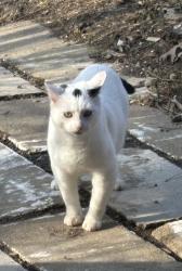 Lost Male Cat last seen Vandemark and Dunham Litchfield, Medina County, OH 44254
