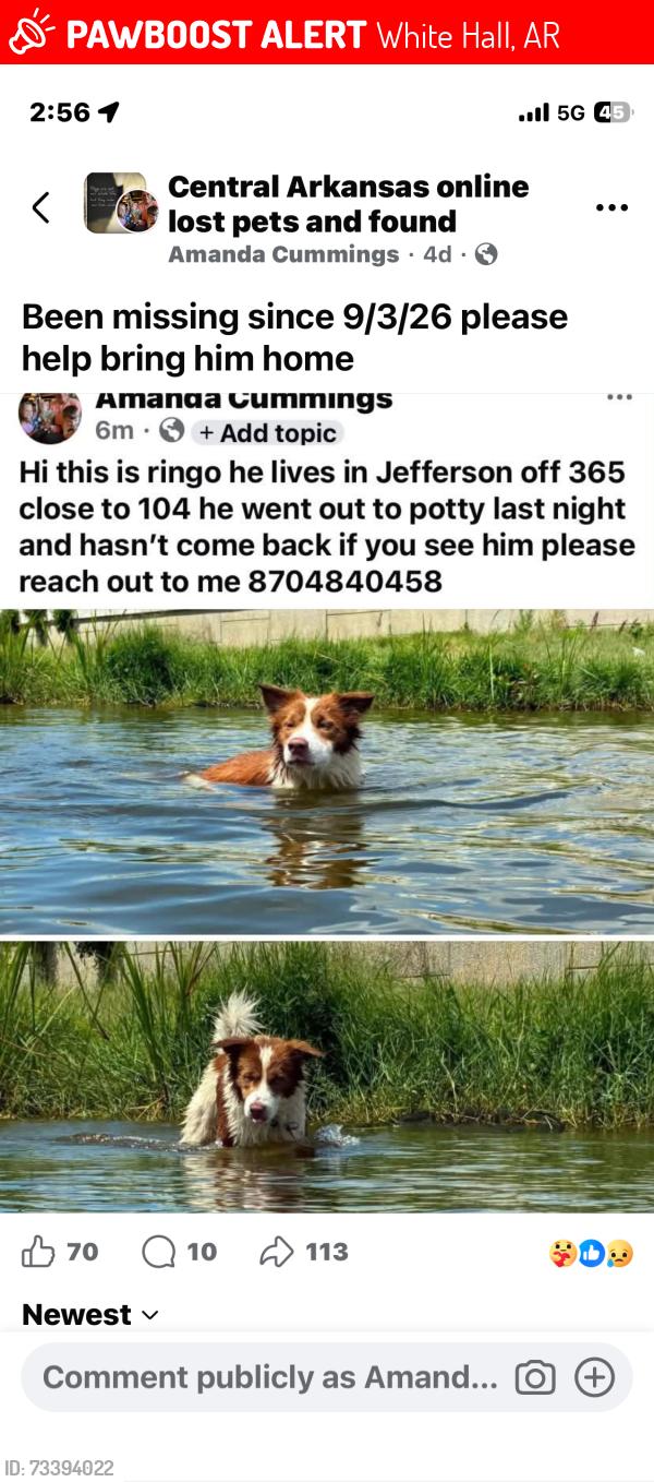 Lost Male Dog last seen 104/ hwy 365, White Hall, AR 71602