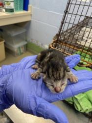 Shelter Stray Female Cat last seen Near 130th Street, IRC AC, FL, 6230 77th St, Vero Beach, FL 32967, USA
