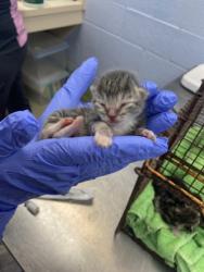 Shelter Stray Female Cat last seen Near 130th Street, IRC AC, FL, 6230 77th St, Vero Beach, FL 32967, USA