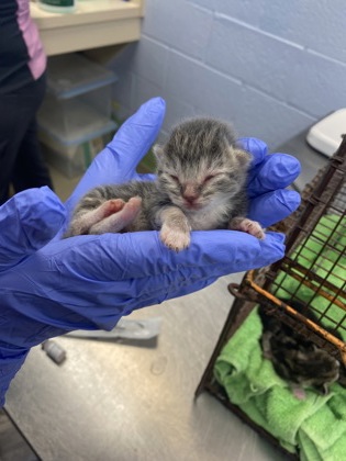 Shelter Stray Female Cat last seen Near 130th Street, IRC AC, FL, 6230 77th St, Vero Beach, FL 32967, USA