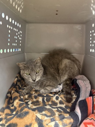 Shelter Stray Female Cat last seen Near 8th Street, Vero Beach, FL, 6230 77th St, Vero Beach, FL 32967, USA