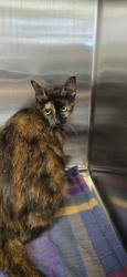 Shelter Stray Female Cat last seen Near 24th st apt 3, IRC AC, FL, 6230 77th St, Vero Beach, FL 32967, USA