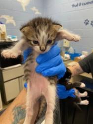 Shelter Stray Female Cat last seen Near 51st ave, Vero Beach, FL, 6230 77th St, Vero Beach, FL 32967, USA
