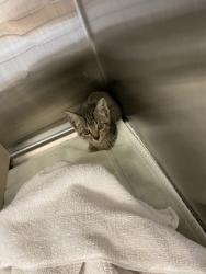 Shelter Stray Male Cat last seen Near 24th Pl SW, IRC AC, FL, 6230 77th St, Vero Beach, FL 32967, USA