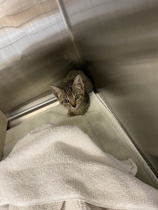 Shelter Stray Male Cat last seen Near 24th Pl SW, IRC AC, FL, 6230 77th St, Vero Beach, FL 32967, USA