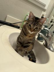 Lost Female Cat last seen Brimfield Dr, Canyon Creek 78726, Austin, TX 78726