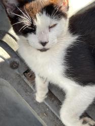 Lost Female Cat last seen Planet Fitness, Cerritos, CA 90703