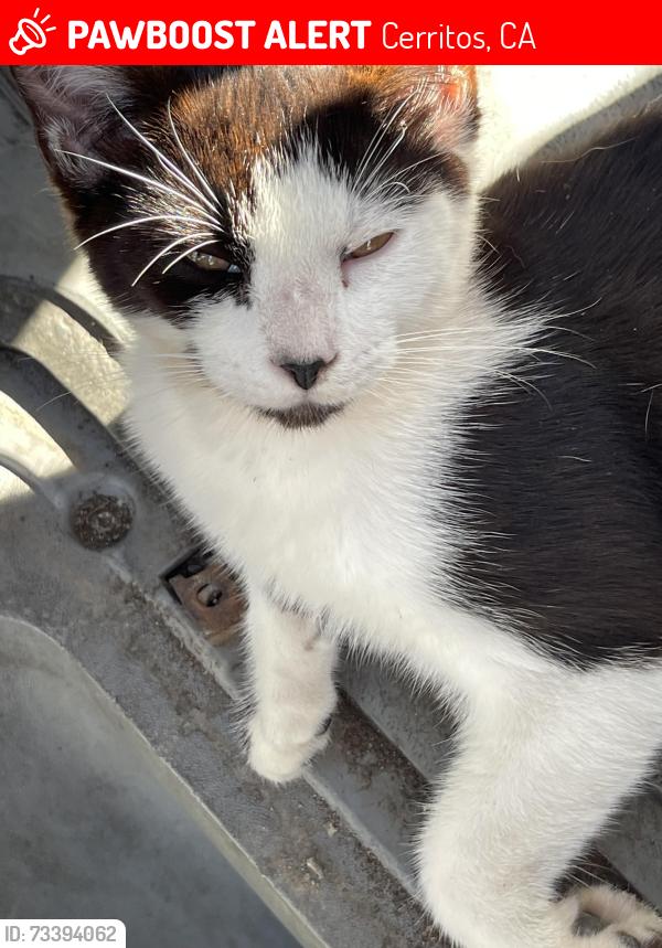 Lost Female Cat last seen Planet Fitness, Cerritos, CA 90703