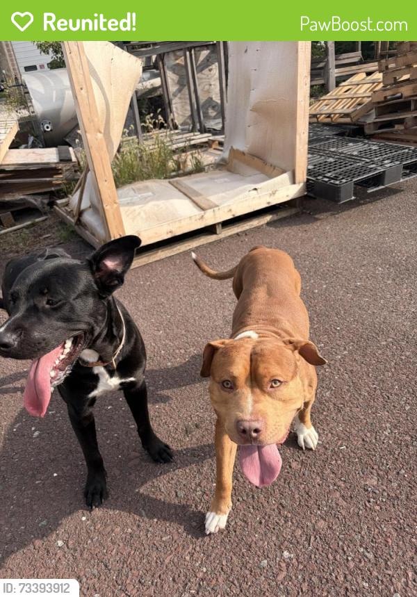 Reunited Male Dog last seen Cannon and 5th, Lansdale, PA 19446