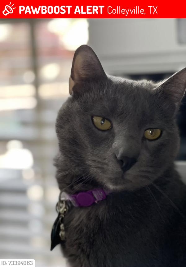 Lost Male Cat last seen Jim Mitchell Trail West, Colleyville, Tx, Colleyville, TX 76034