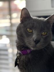 Lost Male Cat last seen Jim Mitchell Trail West, Colleyville, Tx, Colleyville, TX 76034