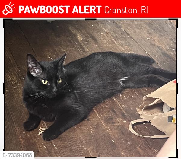 Lost Female Cat last seen Norwood ave and Ochil pl, Cranston, RI 02905