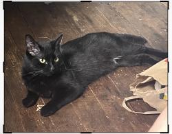 Lost Female Cat last seen Norwood ave and Ochil pl, Cranston, RI 02905