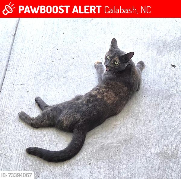 Lost Female Cat last seen Calabash Station, Calabash, NC 28467