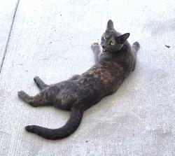 Lost Female Cat last seen Calabash Station, Calabash, NC 28467