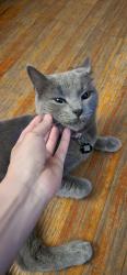 Reunited Male Cat last seen Near cooke street, Waterbury, CT 06710