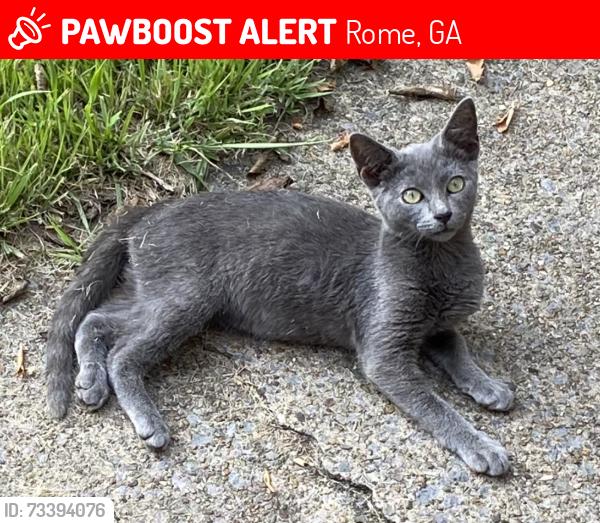 Lost Male Cat last seen Sylvan Dr/Old Dalton Emerald Oaks, Rome, GA 30161