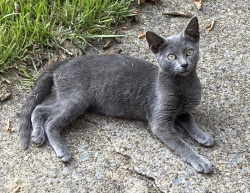 Lost Male Cat last seen Sylvan Dr/Old Dalton Emerald Oaks, Rome, GA 30161