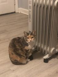 Lost Female Cat last seen near the water pump station on Madeline Dr, Goose Creek, SC 29445