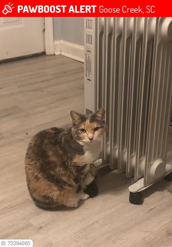 Lost Female Cat last seen near the water pump station on Madeline Dr, Goose Creek, SC 29445