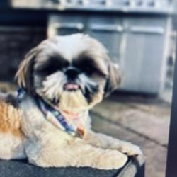 Lost Female Dog last seen Xerxes Ave S, Minneapolis, MN 55431