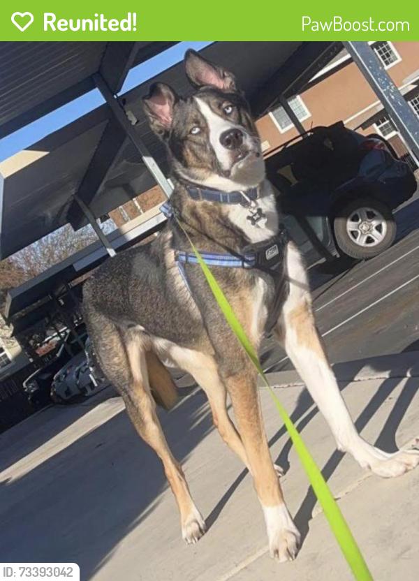 Reunited Male Dog last seen Wallace rd and Hope ave, Salem, OR 97304
