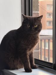 Reunited Male Cat last seen Sterling Street, Pawtucket, RI 02860