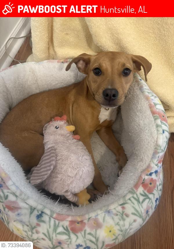 Lost Female Dog last seen Creely Dr, Huntsville, AL 35803