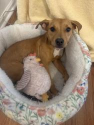 Lost Female Dog last seen Creely Dr, Huntsville, AL 35803