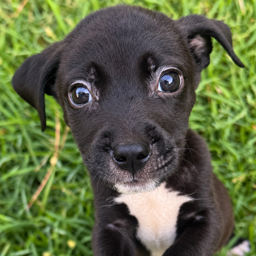 Shelter Stray Female Dog last seen , 2350 Appling City Cove, Memphis, TN 38133, USA