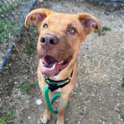 Shelter Stray Male Dog last seen , Animal Care & Control Team of Philly, 111 W Hunting Park Ave, Philadelphia, PA 19140, USA
