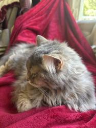 Lost Female Cat last seen Tiffin road fremont ohio, Tiffin Rd, OH 43420