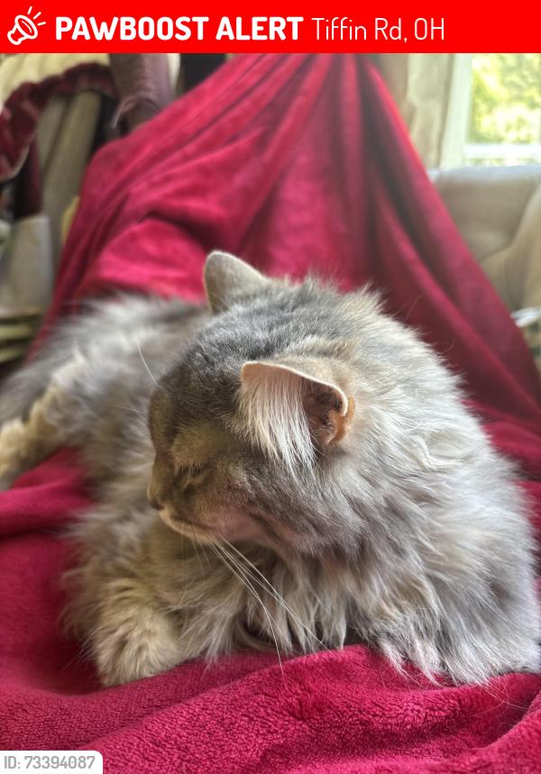 Lost Female Cat last seen Tiffin road fremont ohio, Tiffin Rd, OH 43420