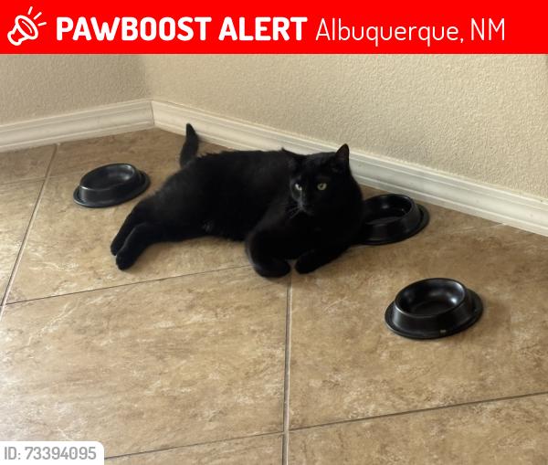 Lost Male Cat last seen Near Cliff Dweller, Albuquerque, NM 87114