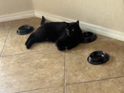 Lost Male Cat last seen Near Cliff Dweller, Albuquerque, NM 87114