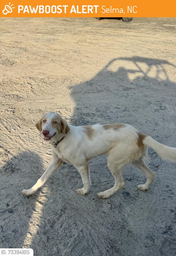 Found/Stray Female Dog last seen Near Bizzell Grove Church Road, Selma, NC 27576