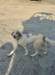 Found/Stray Female Dog last seen Near Bizzell Grove Church Road, Selma, NC 27576