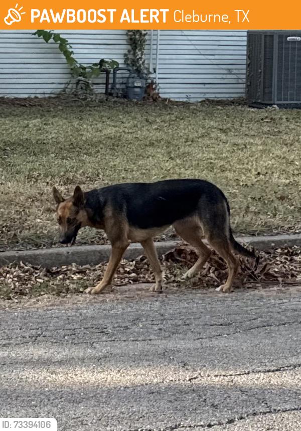 Found/Stray Unknown Dog last seen Walnut, Cleburne, TX 76033