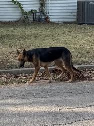 Found/Stray Unknown Dog last seen Walnut, Cleburne, TX 76033