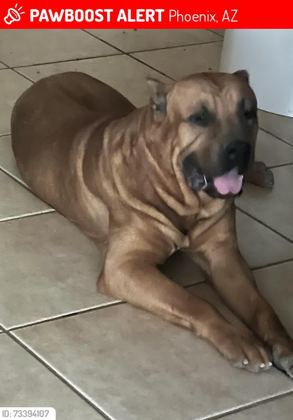 Lost Male Dog last seen 13th Pl. in baseline, Phoenix, AZ 85042