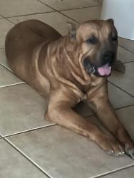 Lost Male Dog last seen 13th Pl. in baseline, Phoenix, AZ 85042