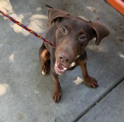 Reunited Female Dog last seen Del Paso blvd/rio Linda blvd, Sacramento, CA 95815