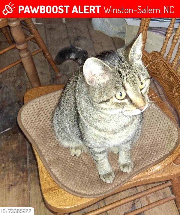 Lost Female Cat last seen Near Stimpson Dr Pfafftown, NC, Winston-Salem, NC 27040