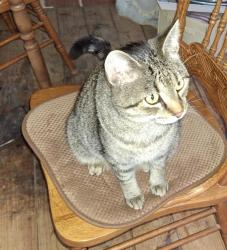 Lost Female Cat last seen Near Stimpson Dr Pfafftown, NC, Winston-Salem, NC 27040