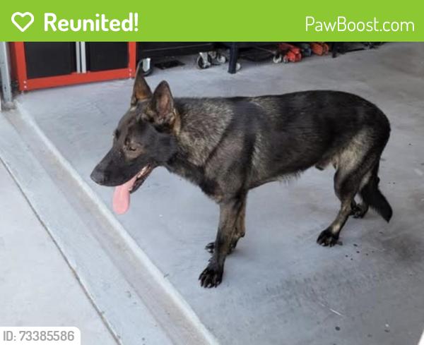 Reunited Male Dog last seen Nottingham Acres neighborhood across from London Schools. He was last seen at a neighbors home off Lion Hart/Loxley., Nueces County, TX 78415
