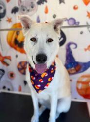 Reunited Female Dog last seen Deep creek road and Juniper Rd, Apple Valley, CA 92308