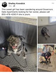 Found/Stray Female Dog last seen University Parkway, Ferry Pass, FL 32514