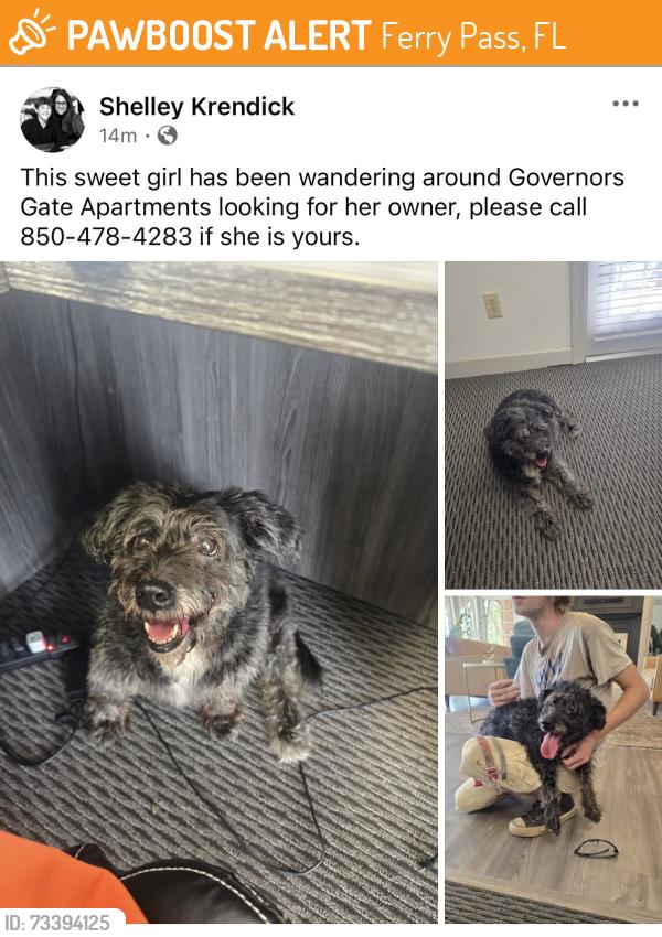 Found/Stray Female Dog last seen University Parkway, Ferry Pass, FL 32514
