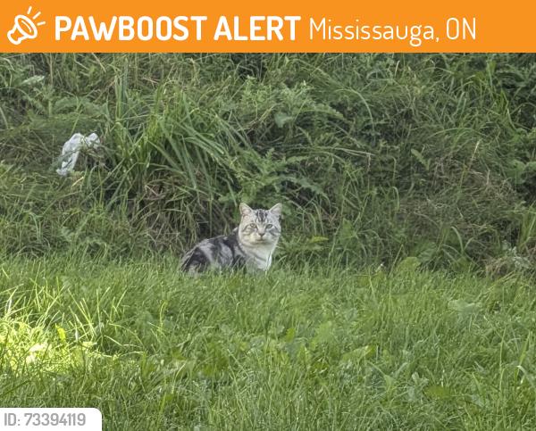 Found/Stray Unknown Cat last seen orange walk crescent, Mississauga, ON 
